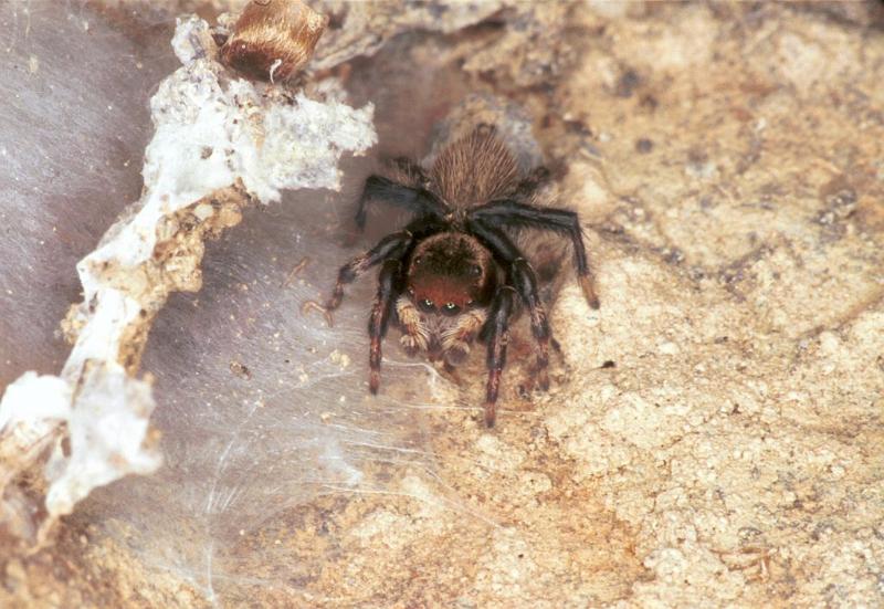 Hypoblemum_albovittatum_F2394_D_85_HW 43 _Nieuw-Zeeland.jpg